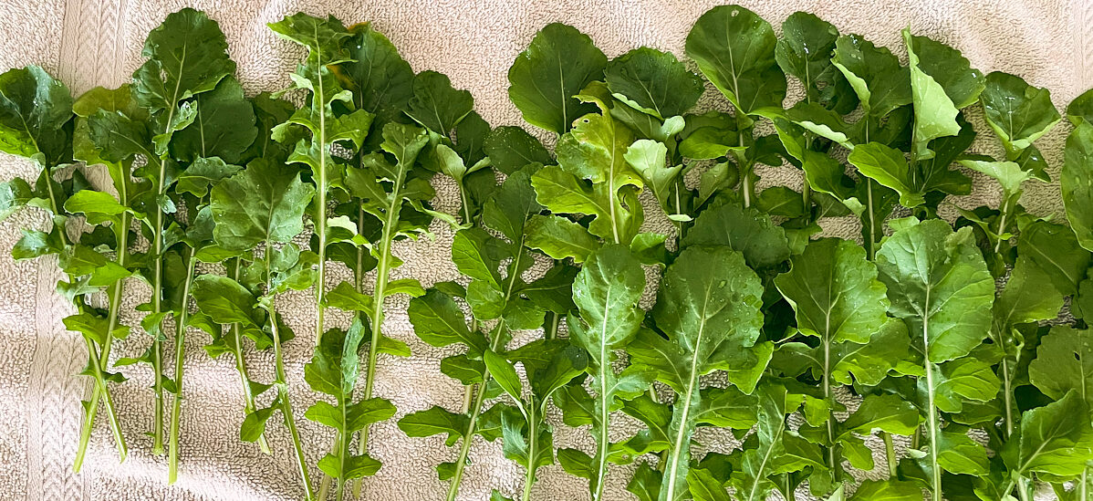 Sole Garden