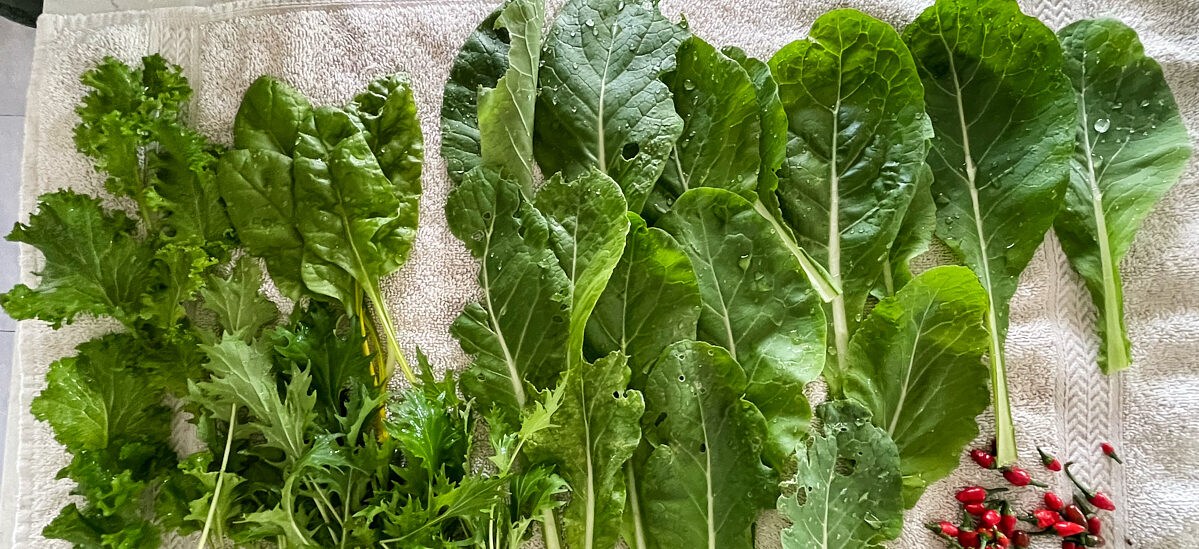Sole Garden